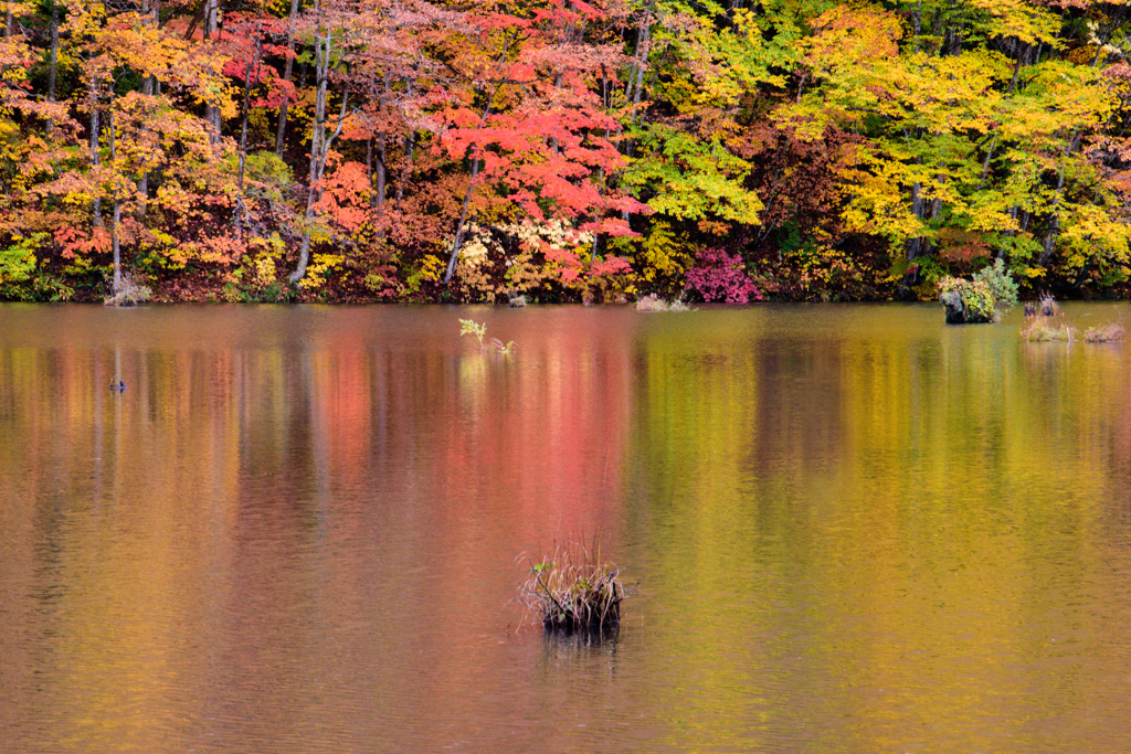 紅葉の映り込み　１
