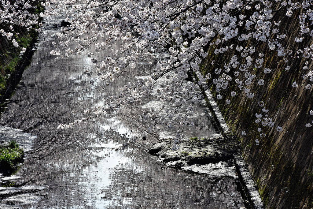 伝右川の桜　２