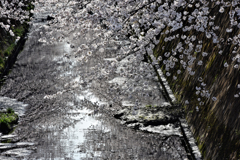 伝右川の桜　２