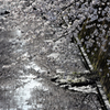 伝右川の桜　２