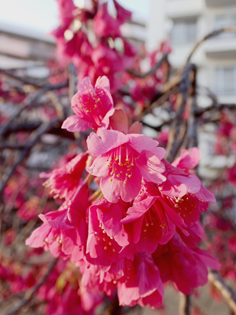 寒緋桜　２