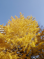 イチョウの黄葉５