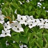 雨に咲くヤマボウシの花２