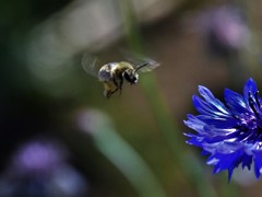 蜂が飛ぶ