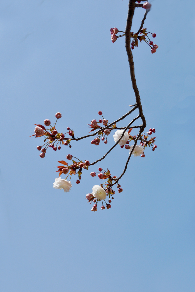 八重桜　シック