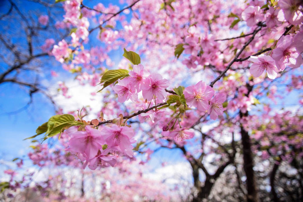 白い雲と寒桜