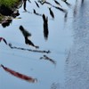 川を泳ぐ鯉のぼり