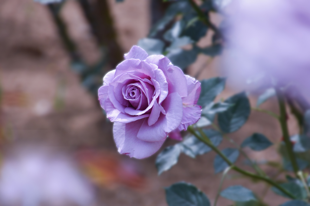 薔薇　ムーンシャドウ