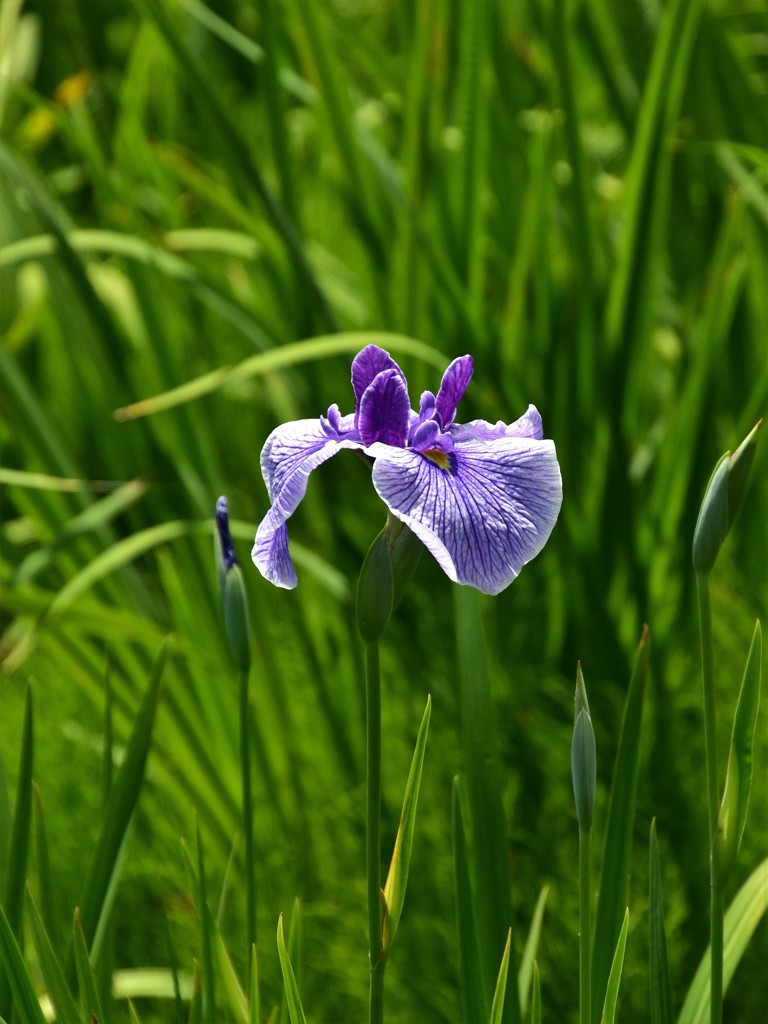 東村山　北山公園の花菖蒲　5