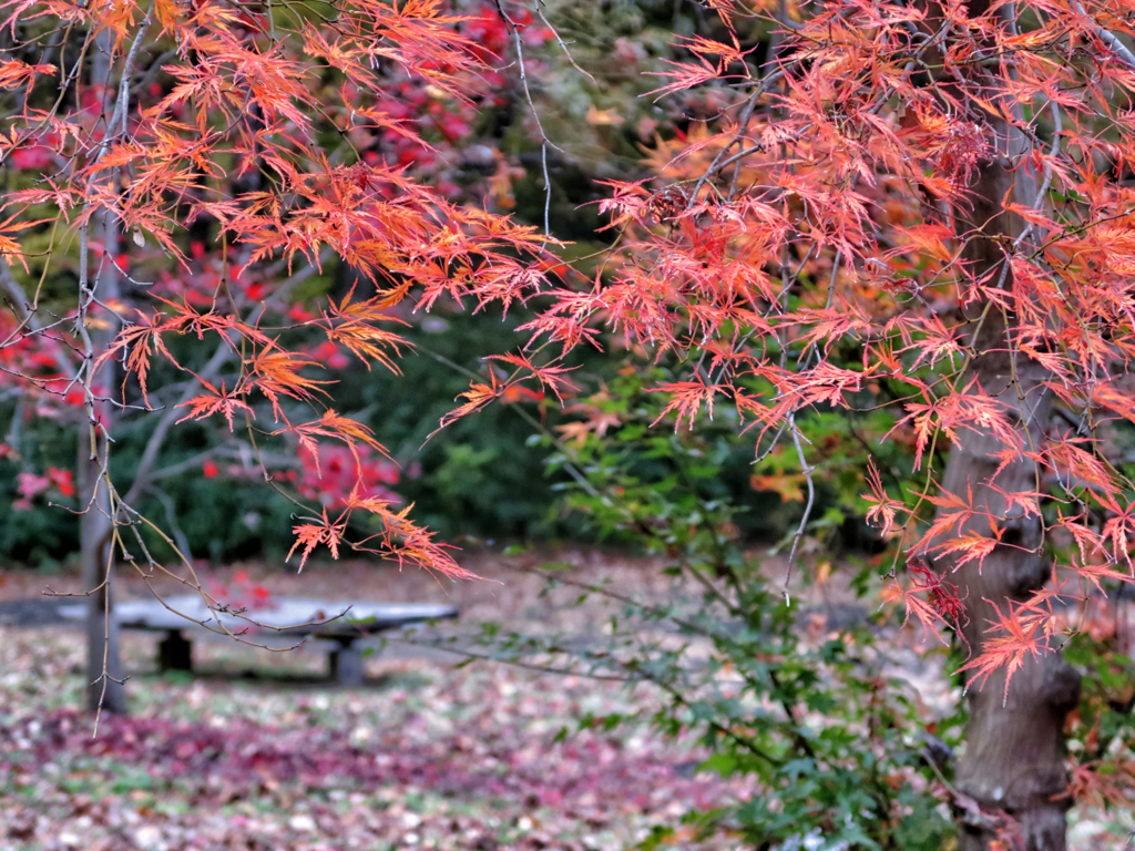 森林公園の紅葉　１