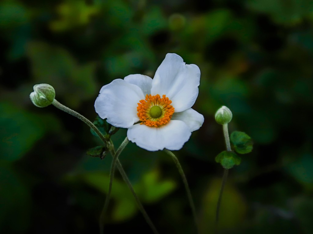 秋明菊　白