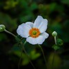 秋明菊　白
