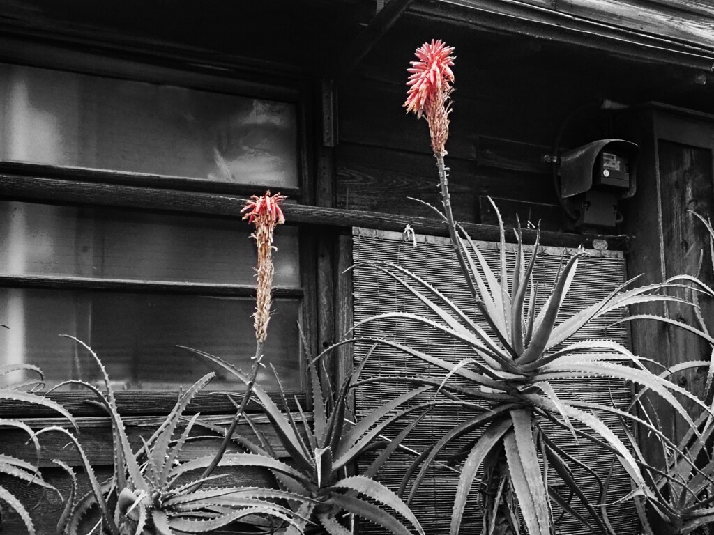 アロエの花