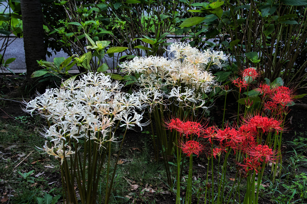 紅白の彼岸花３