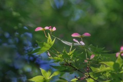 いろは紅葉の花と実　２