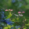 いろは紅葉の花と実　２