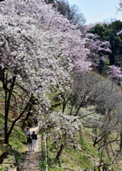 桜の樹の下で…