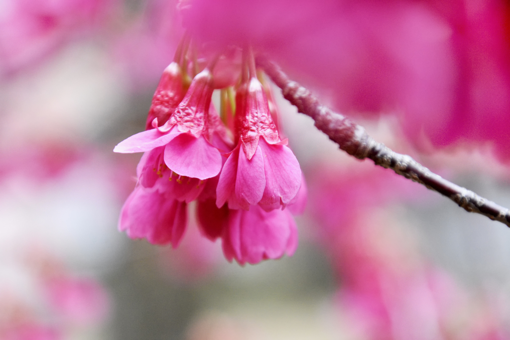 寒緋桜　１