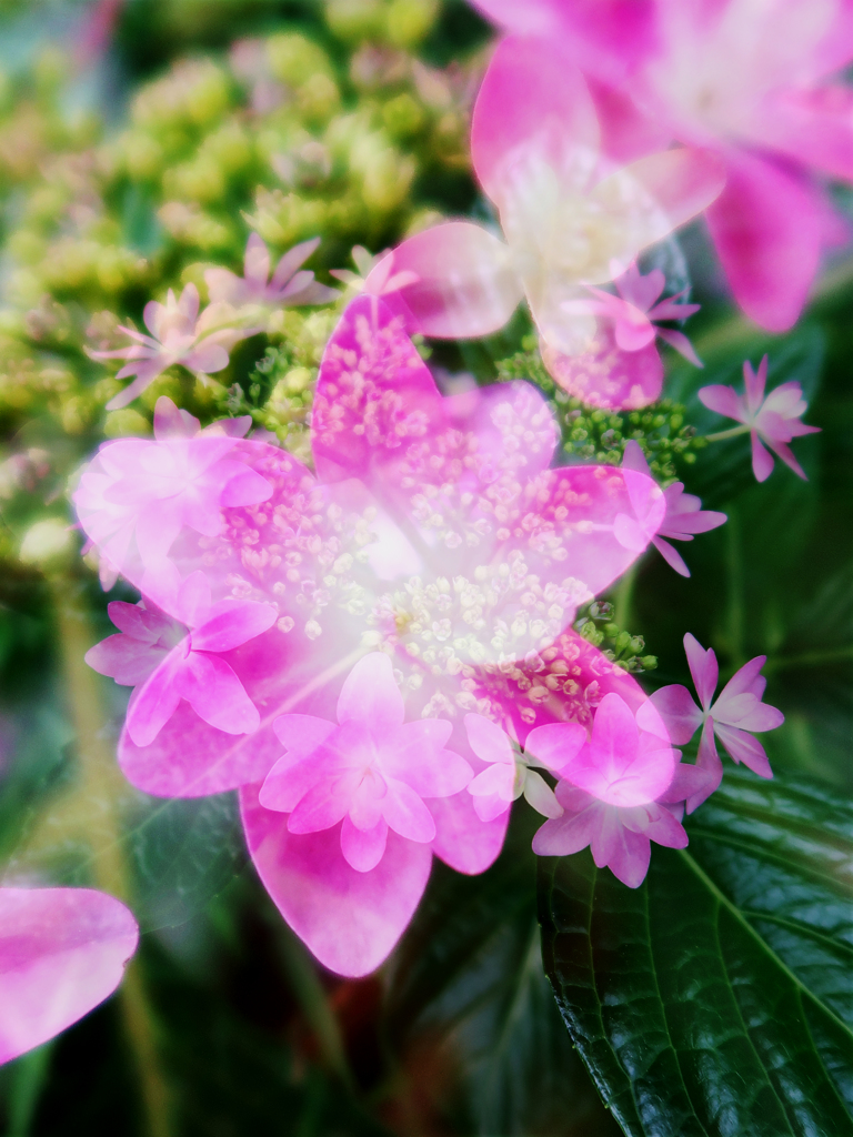 紫陽花「ダンスパーティ」　多重合成