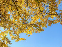 イチョウの黄葉２