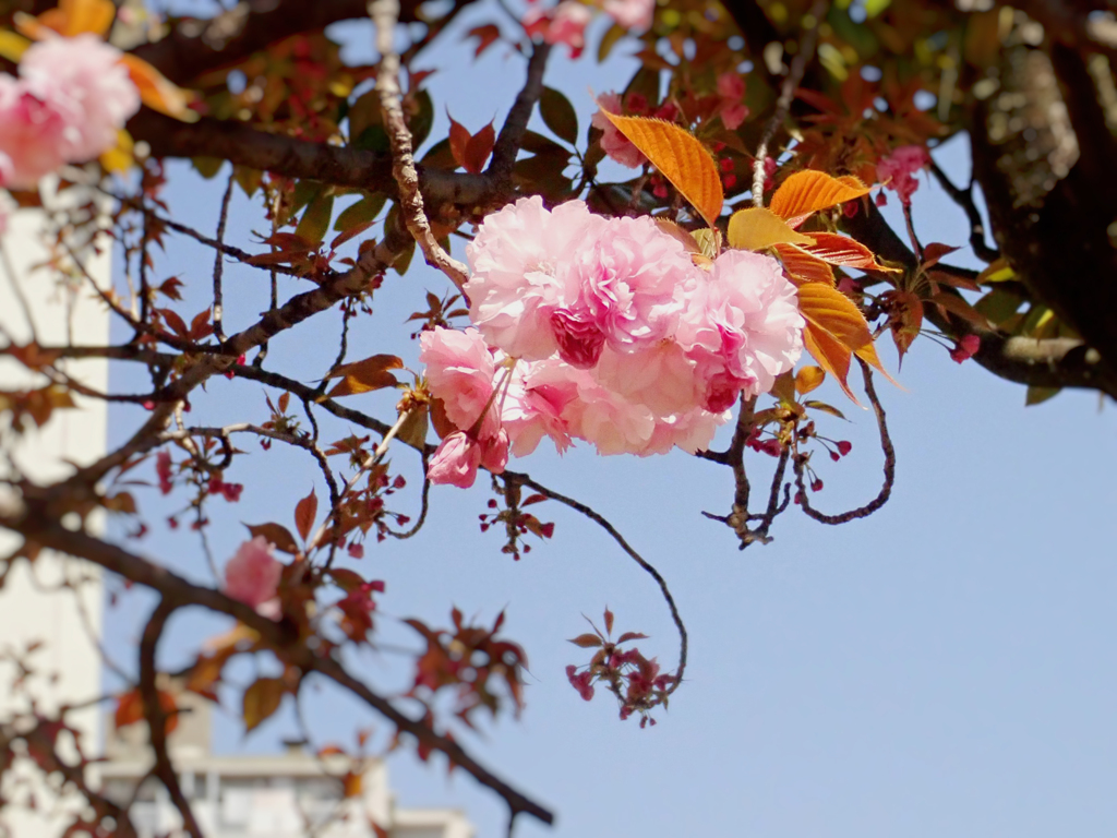 八重桜　満開