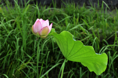 近所の蓮の花