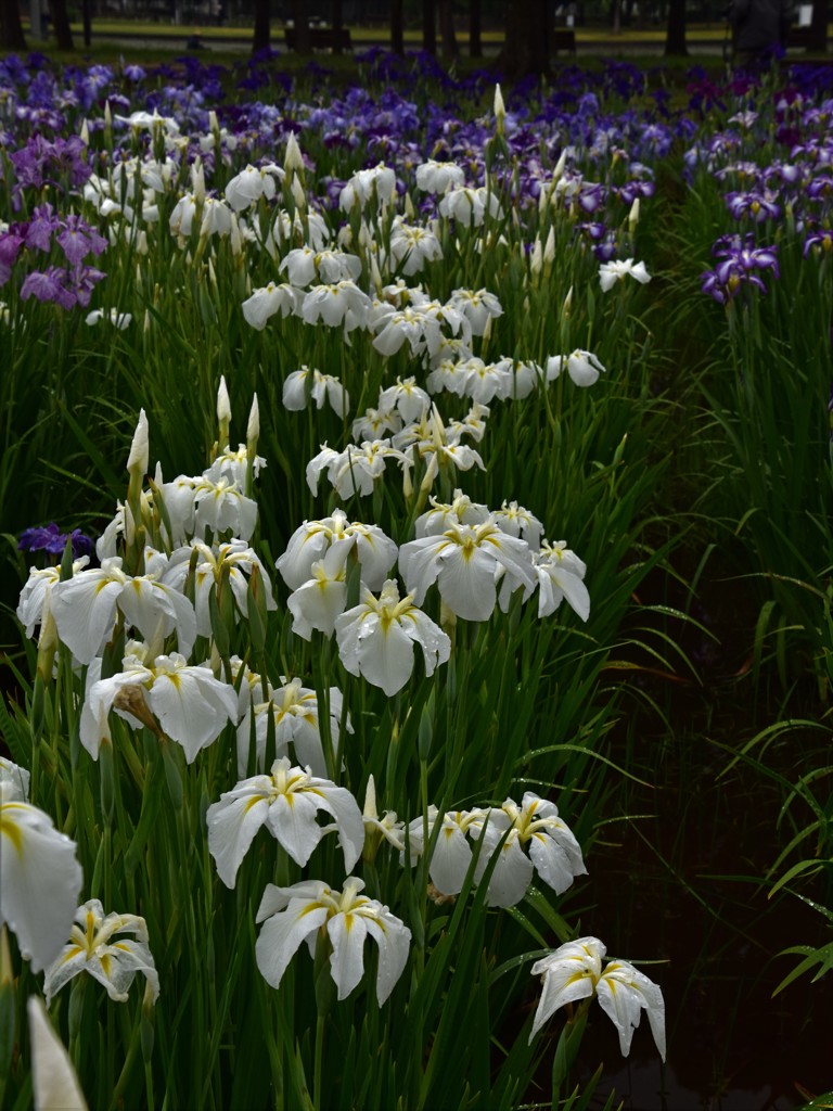水元公園の花菖蒲　4