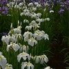 水元公園の花菖蒲　4