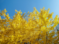 イチョウの黄葉３