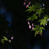 いろは紅葉の花と実