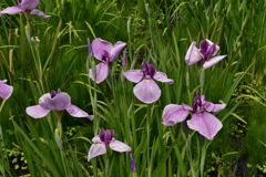 東村山　北山公園の花菖蒲　4