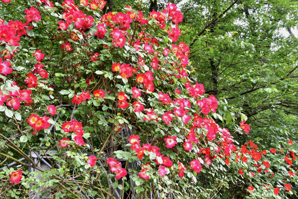 薔薇　３