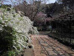 本土寺の雪柳