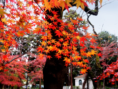 曇り空の紅葉