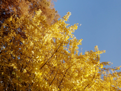 イチョウの黄葉４