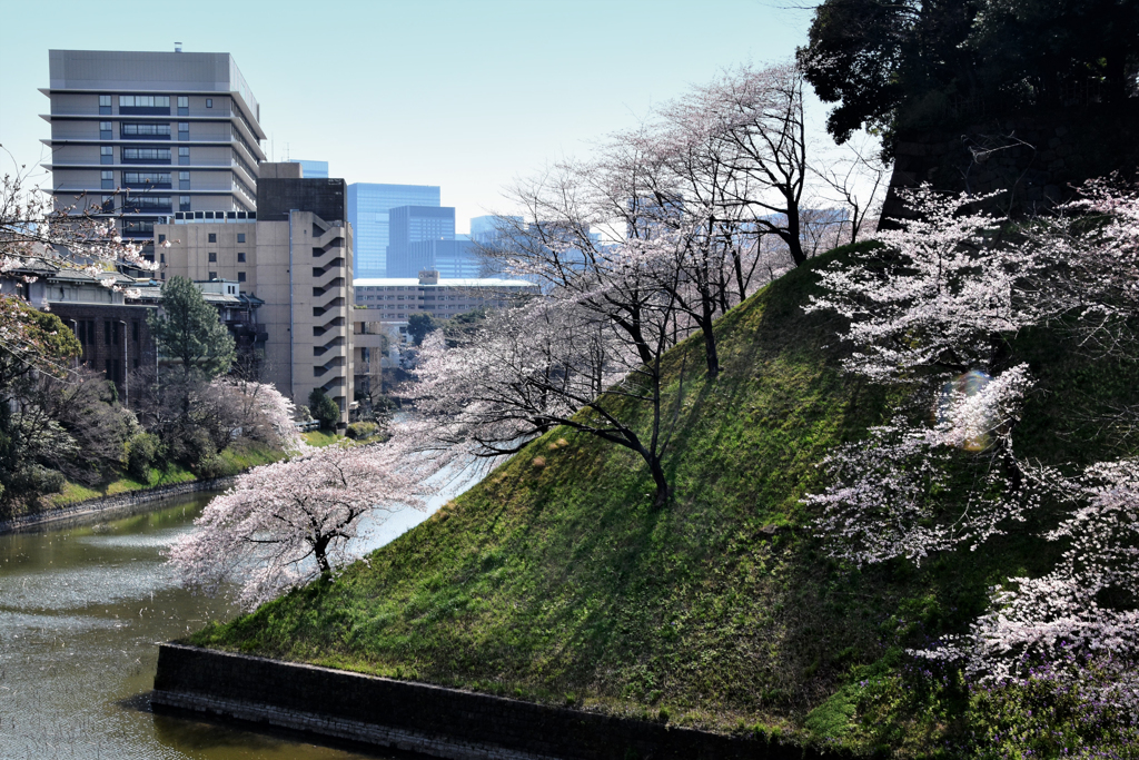 桜 7 千鳥ヶ淵