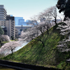 桜 7 千鳥ヶ淵