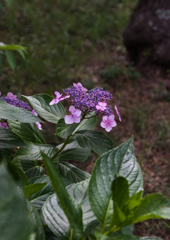 額紫陽花　3