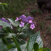 額紫陽花　3