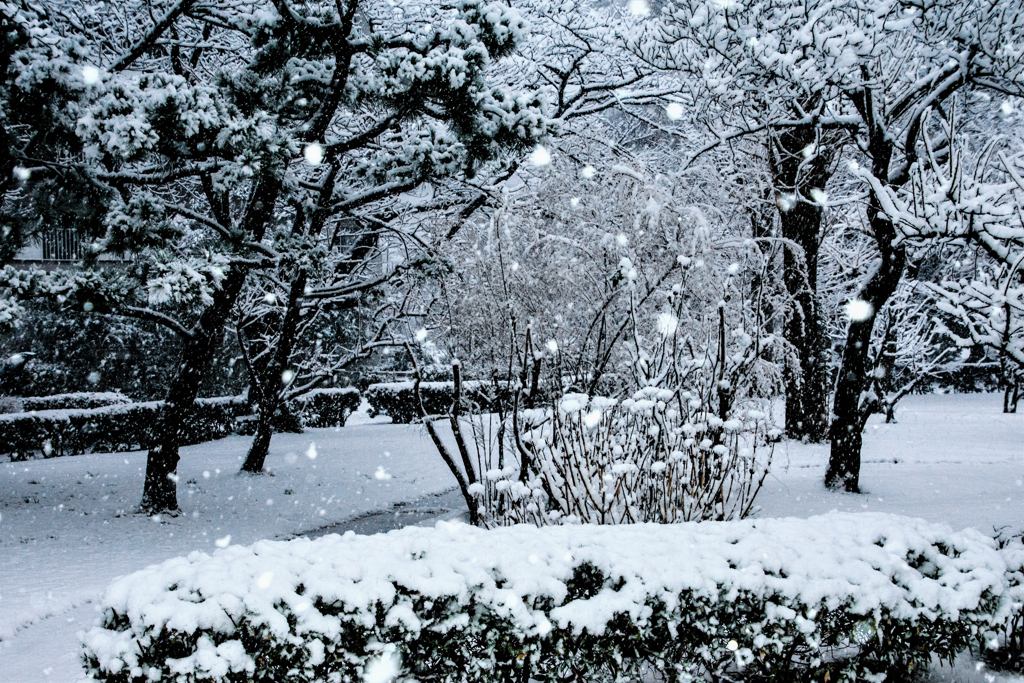 降る雪を写す