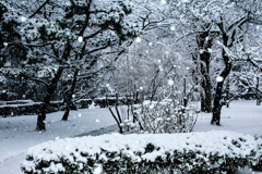 降る雪を写す
