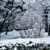 降る雪を写す