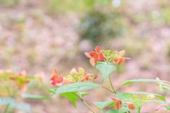 紫陽花１