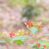 紫陽花１