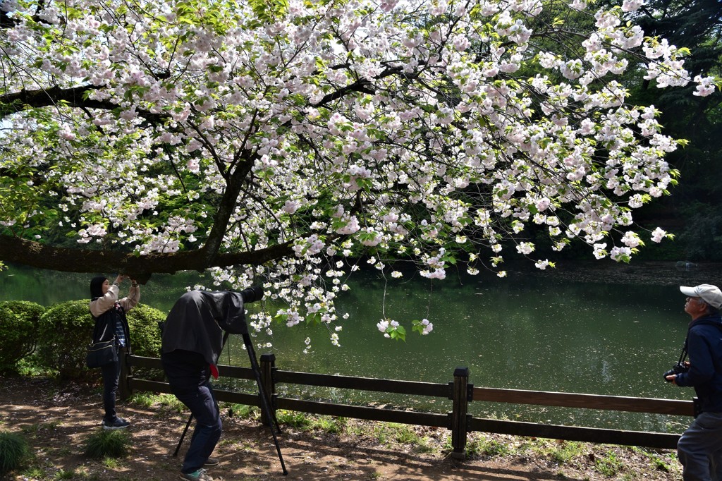 カメラマン三態