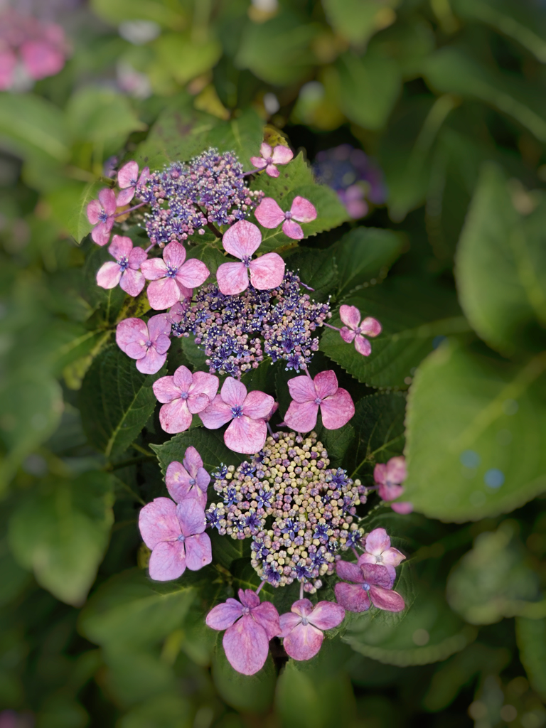 ピンクの額紫陽花