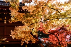 本土寺の紅葉5