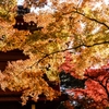 本土寺の紅葉5