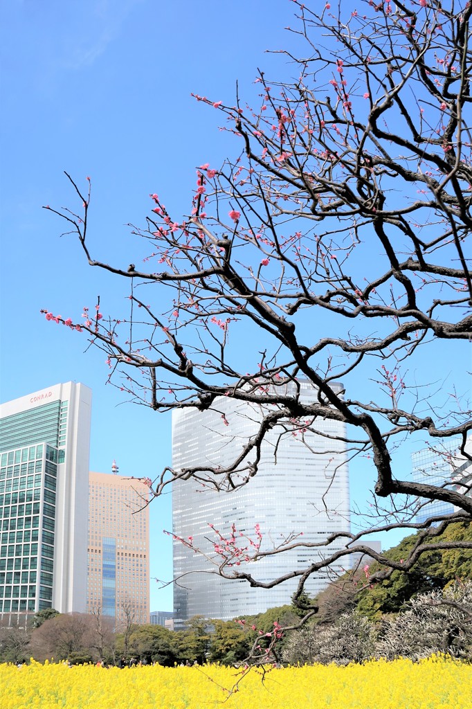 浜離宮恩賜庭園　紅梅