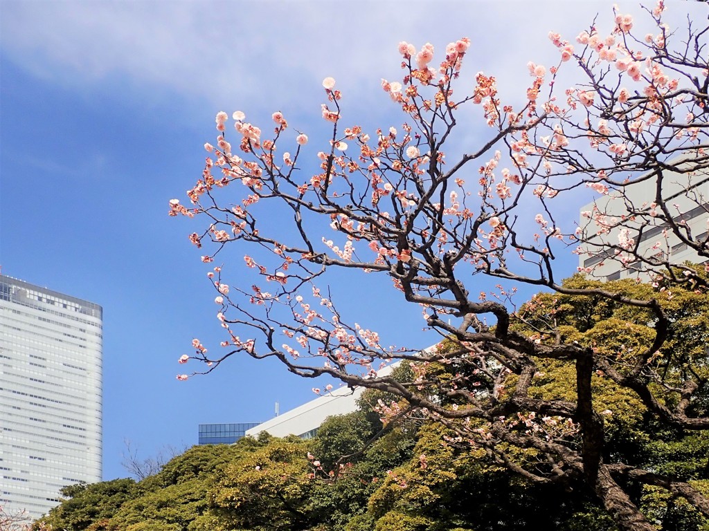 浜離宮恩賜庭園　紅梅2